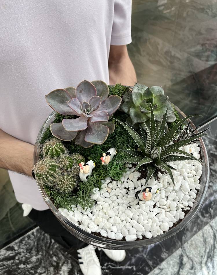 Composition of succulents №9