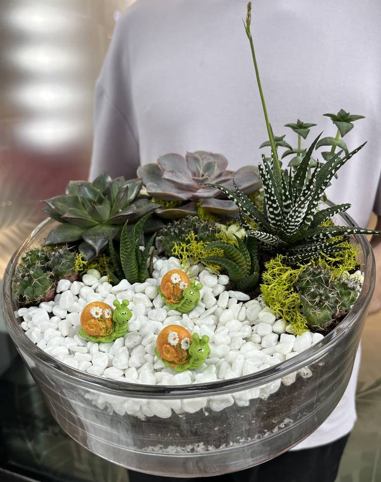 Composition of succulents №5