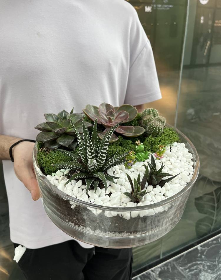 Composition of succulents №3