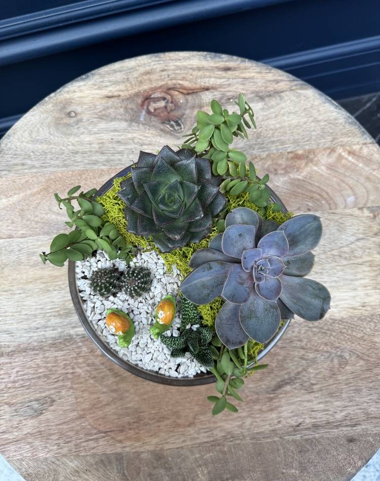 Composition of succulents №28