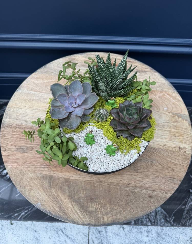 Composition of succulents №32