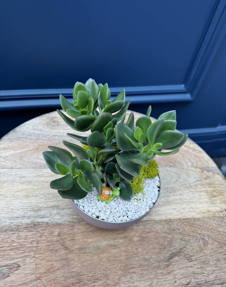 Composition of succulents №27