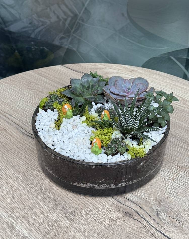 Composition of succulents №13