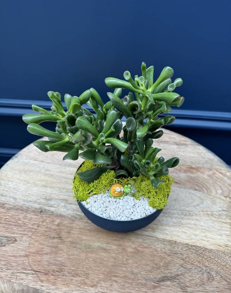 Composition of succulents №29