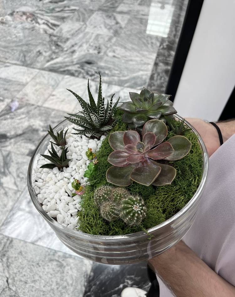 Composition of succulents №3