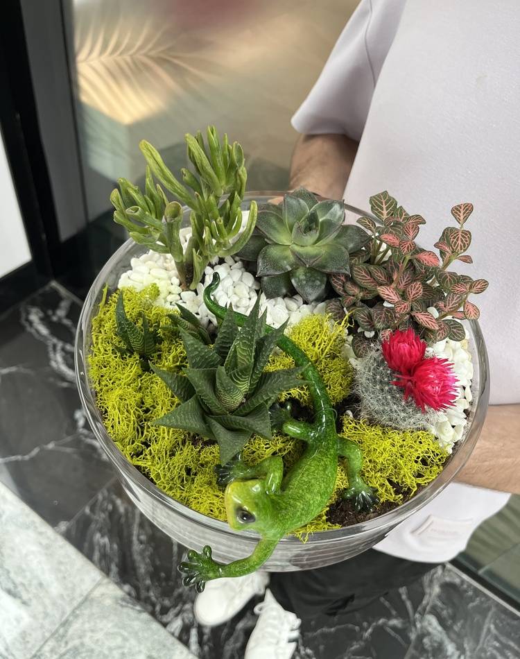 Composition of succulents №2