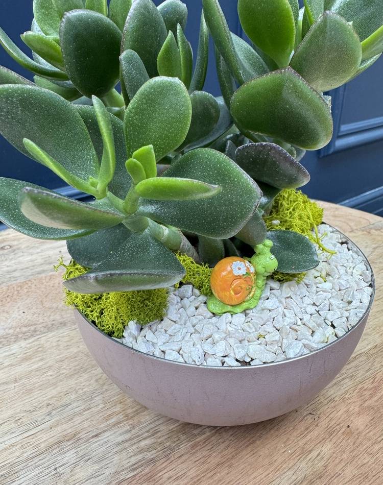 Composition of succulents №27