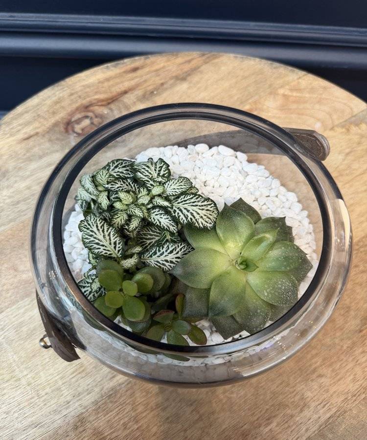 Composition of succulents No. 34
