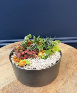Composition of succulents No. 43 - flowers delivery Dubai