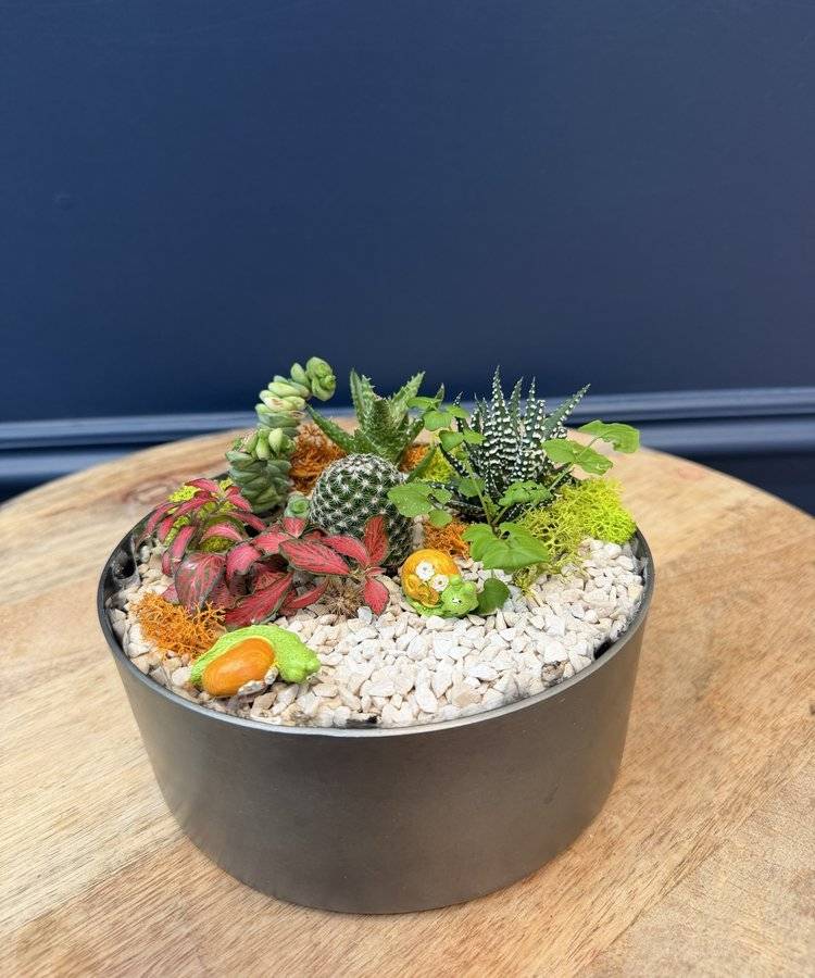 Composition of succulents No. 43