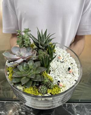 Composition of succulents №6 - flowers delivery Dubai