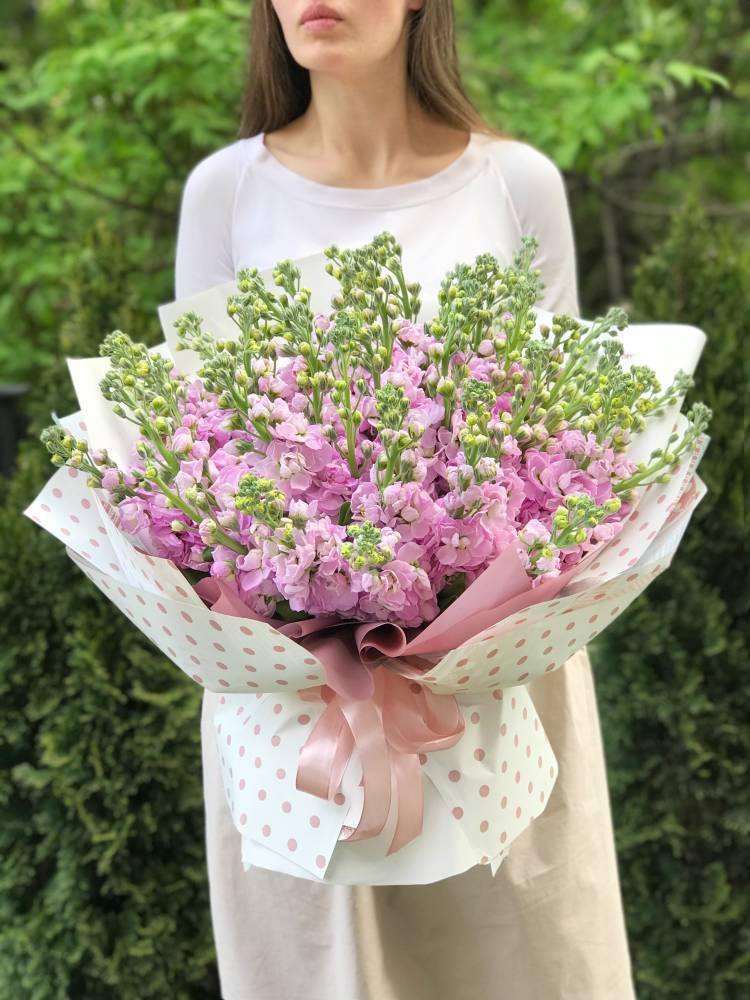 bouquet of 51 pink matthiola