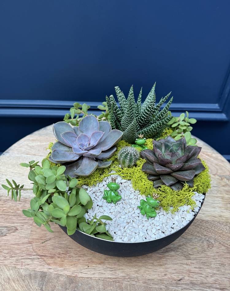 Composition of succulents №32