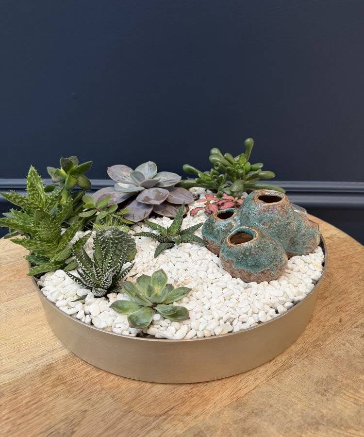 Composition of succulents No. 39