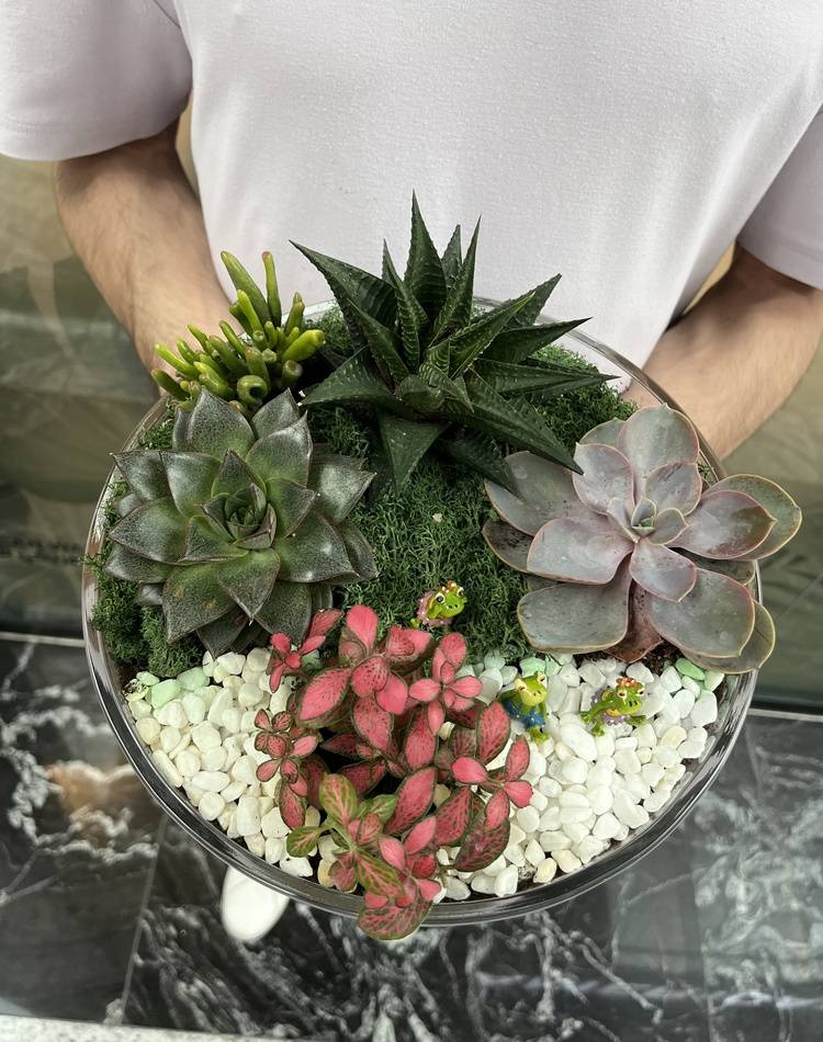 Composition of succulents №4