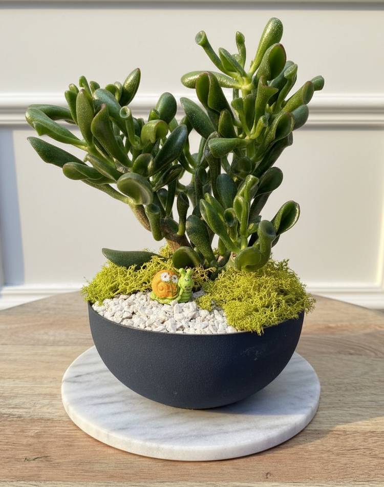 Composition of succulents №29