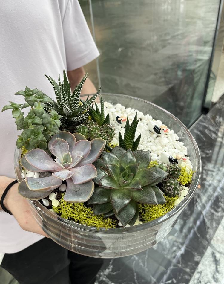 Composition of succulents №6