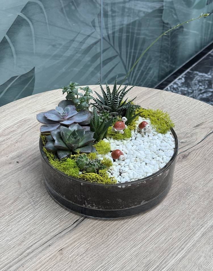 Composition of succulents №1