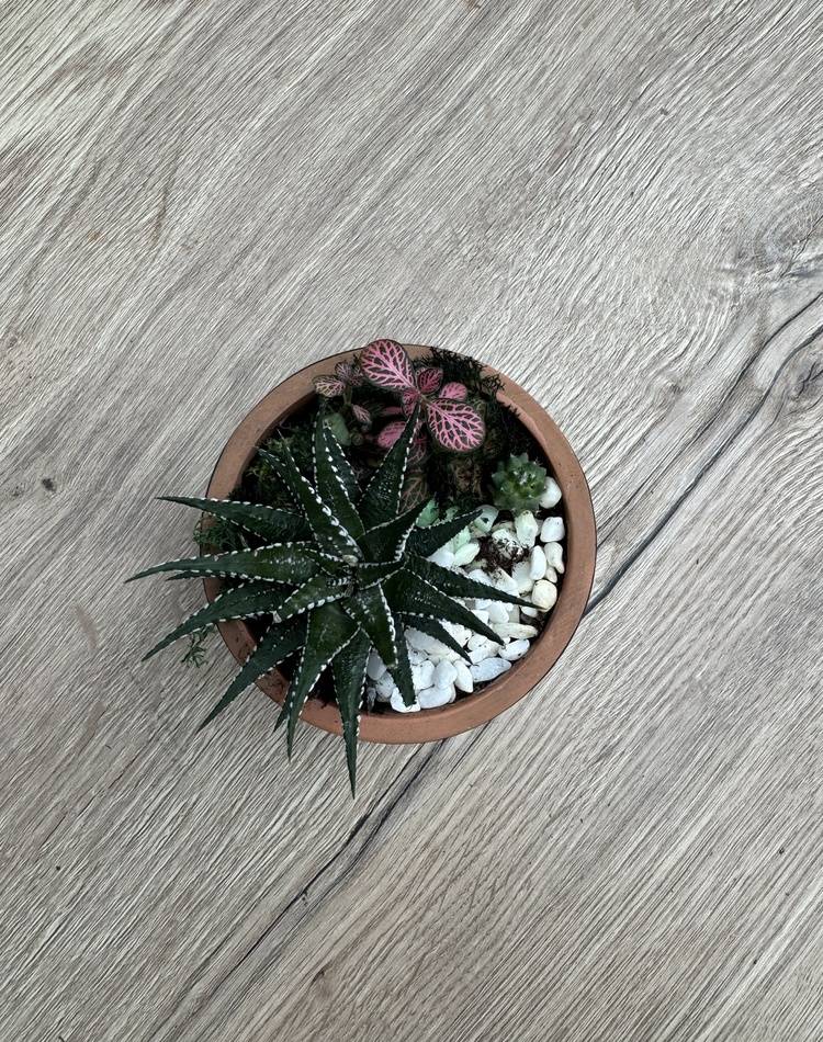 Composition of succulents №18