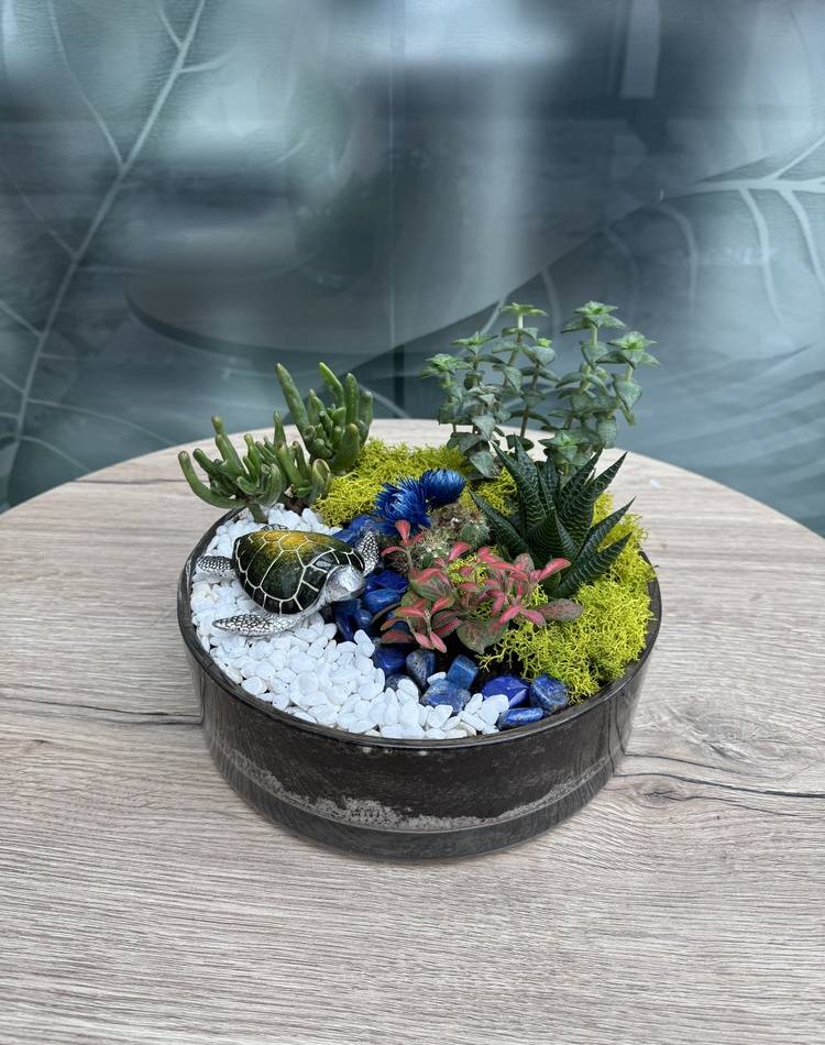 Composition of succulents №7