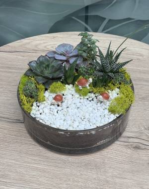 Composition of succulents №1 - flowers delivery Dubai