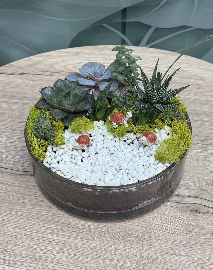 Composition of succulents №1