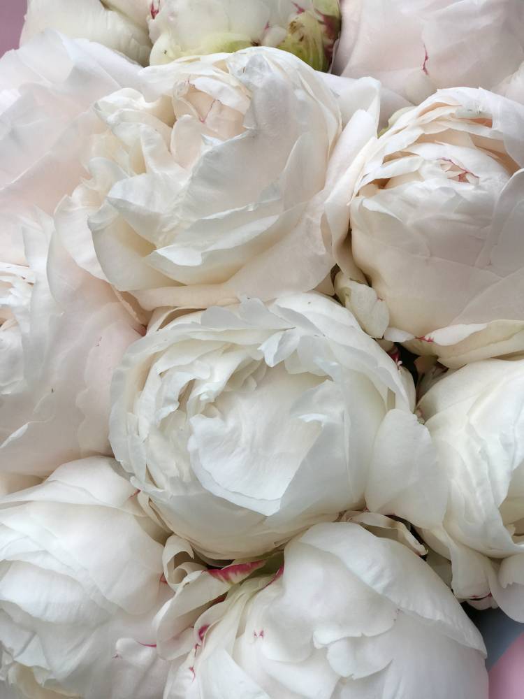 Bouquet of 9 white peonies