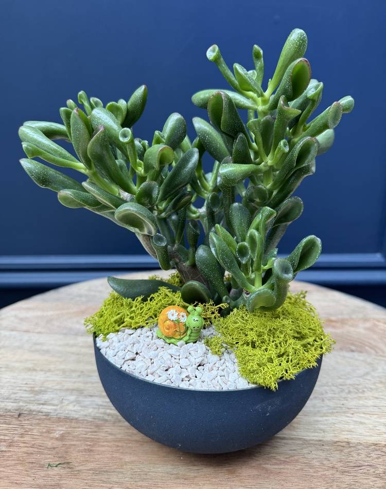 Composition of succulents №29