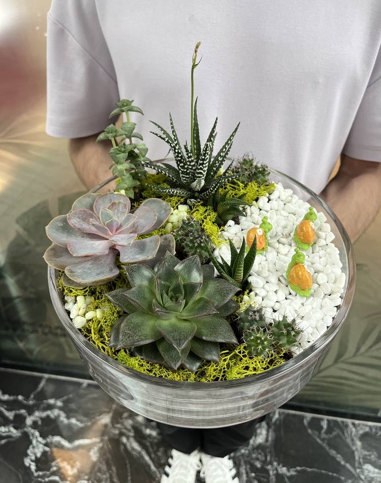 Composition of succulents №5