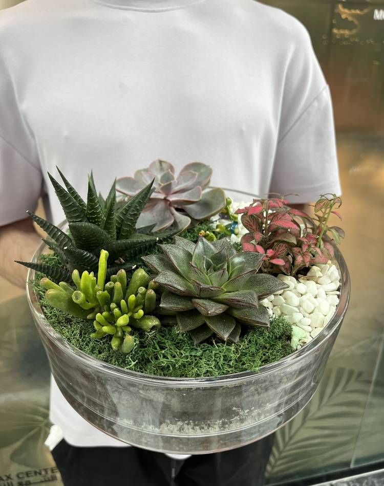 Composition of succulents №4