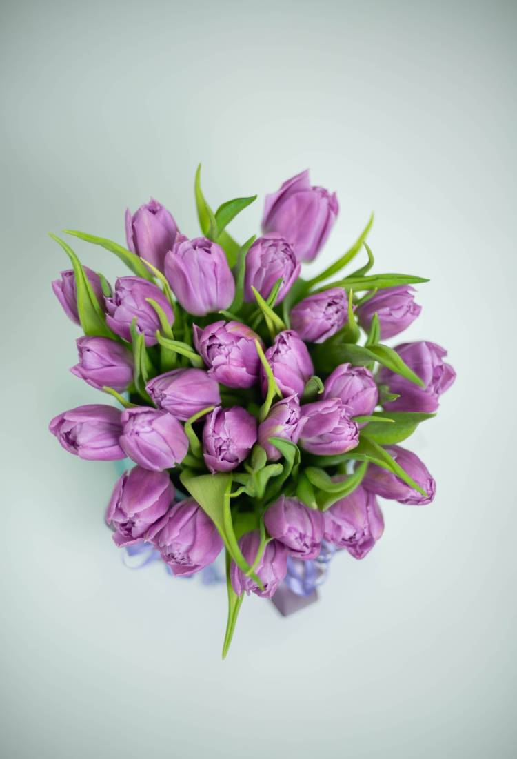 25 Purple Peony Tulips in a Hatbox