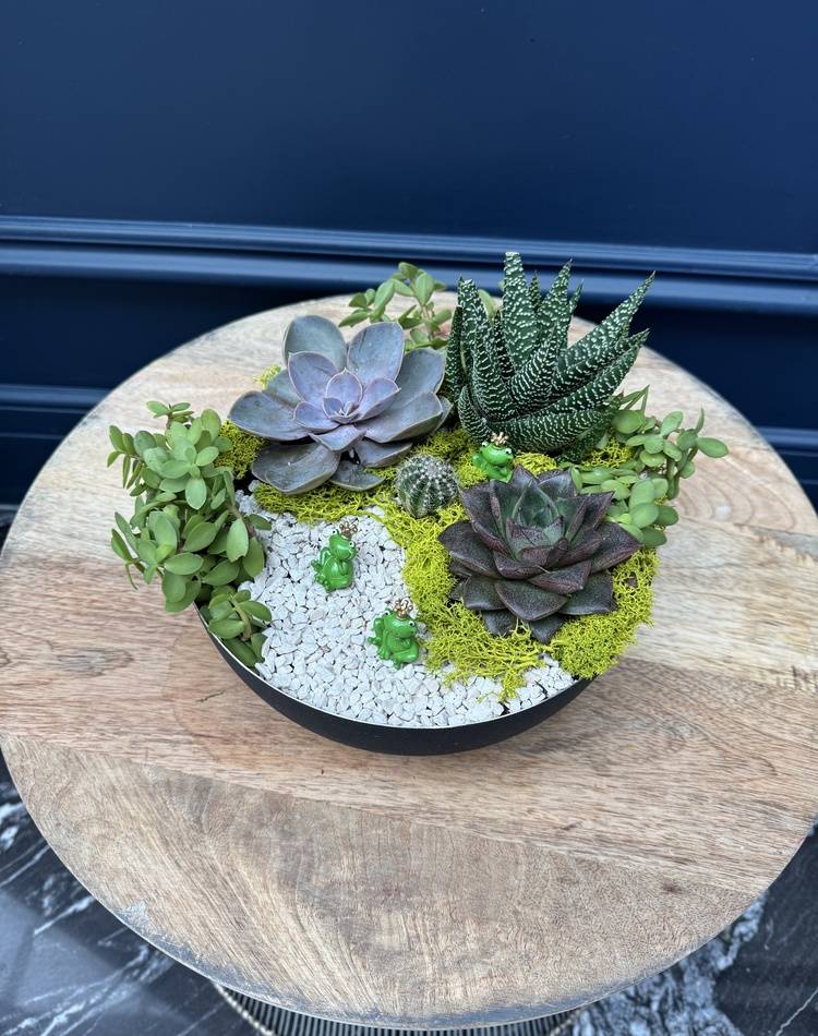 Composition of succulents №32