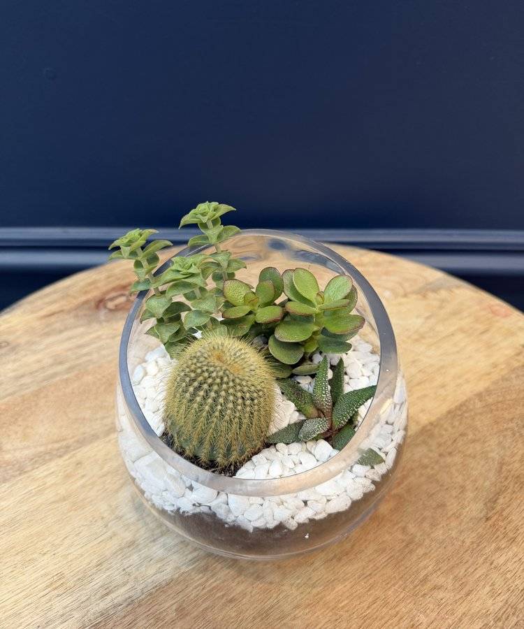 Composition of succulents No. 45