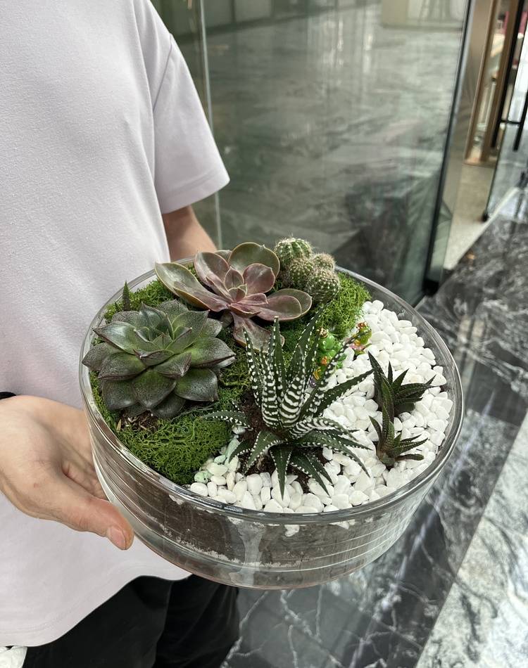 Composition of succulents №3