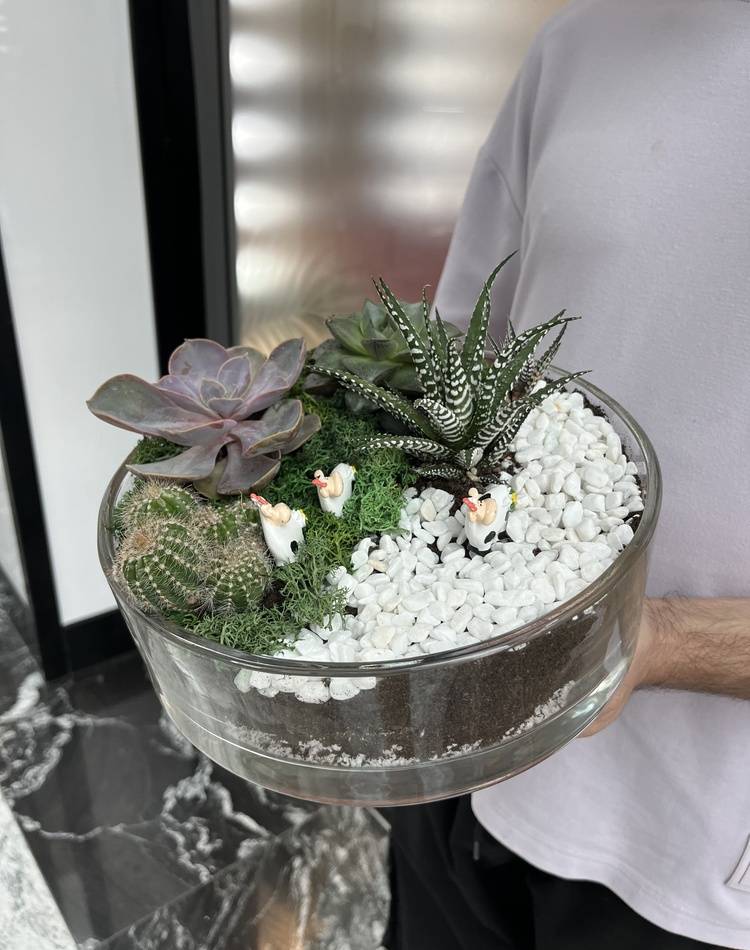Composition of succulents №9