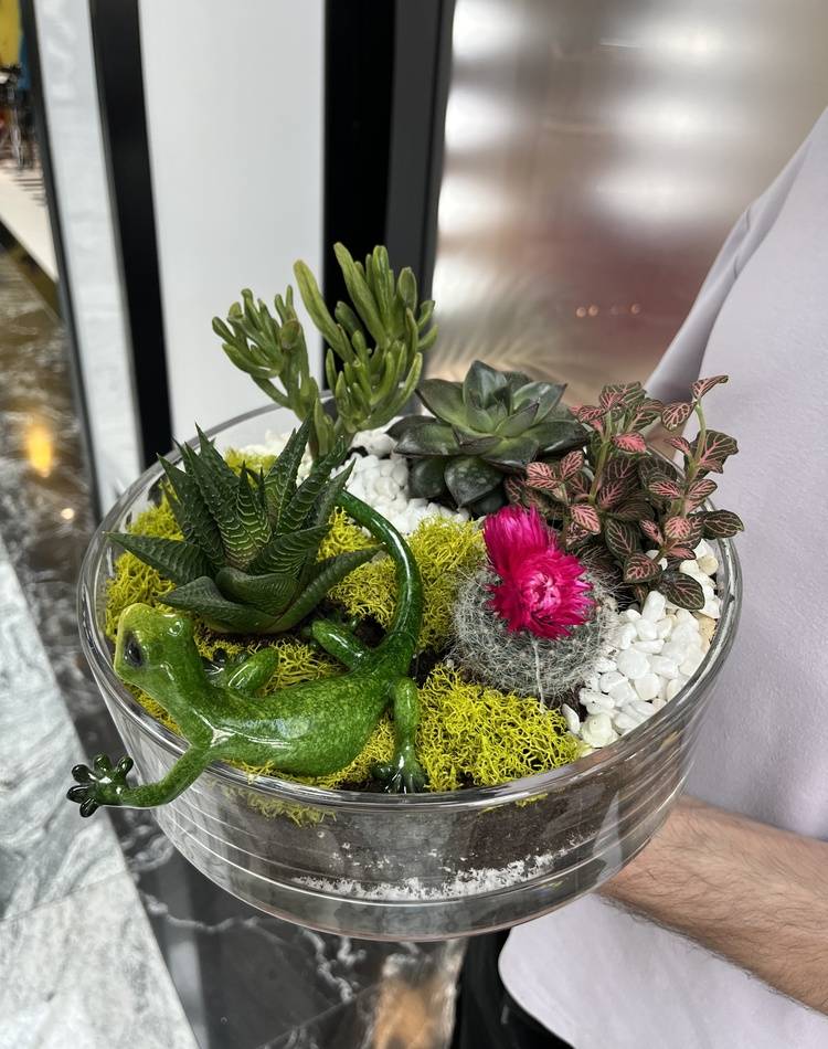 Composition of succulents №2