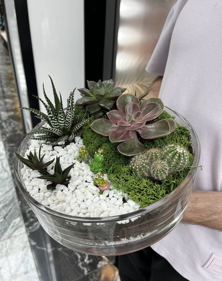 Composition of succulents №3