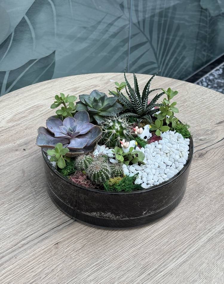 Composition of succulents №12