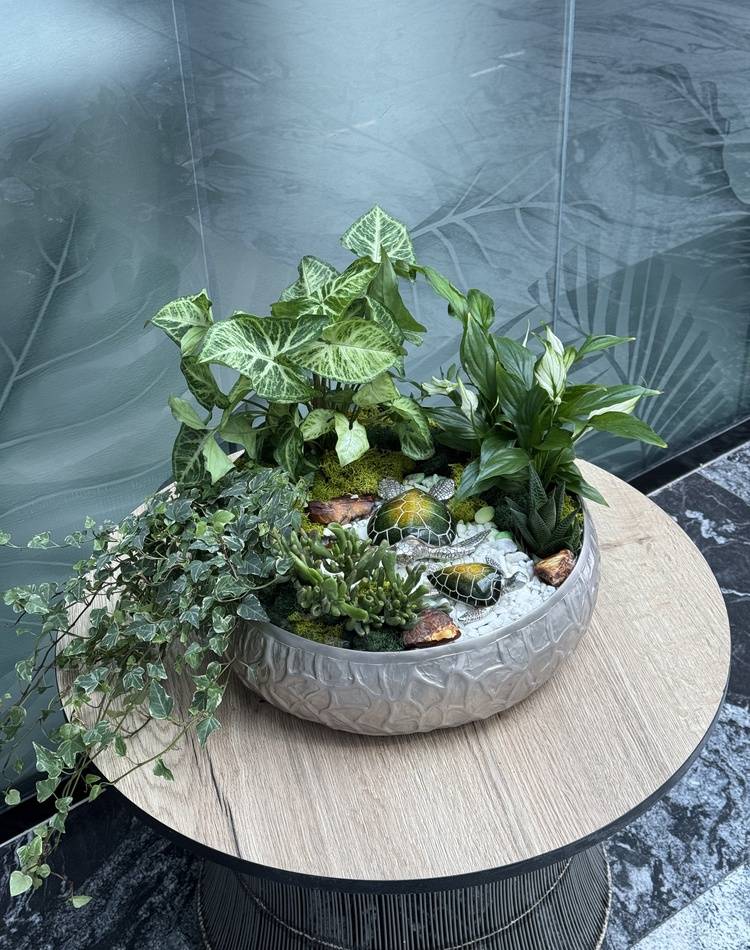 Composition of succulents №11