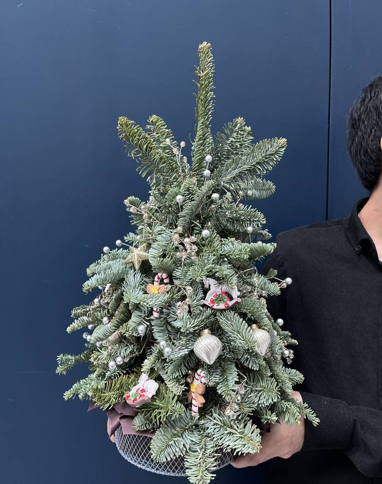 FRESH Christmas tree "New Year