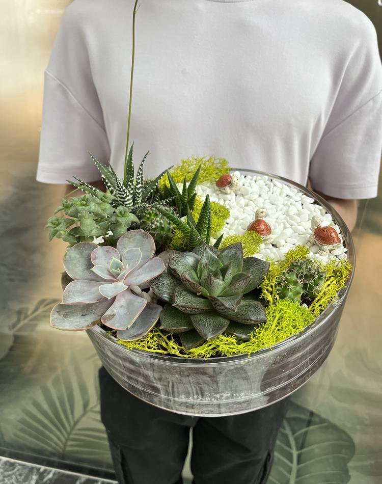 Composition of succulents №1