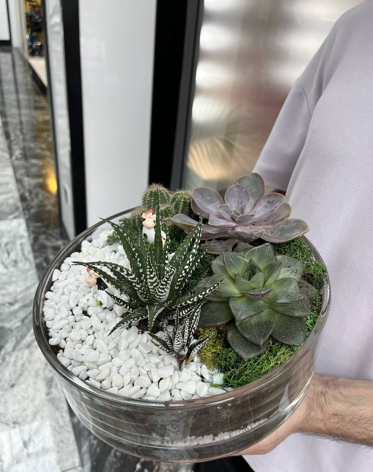 Composition of succulents №9