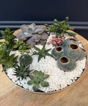 Composition of succulents No. 39 - flowers delivery Dubai
