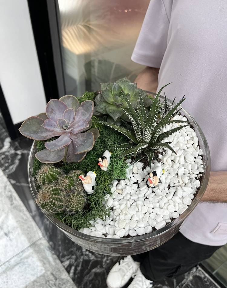 Composition of succulents №9