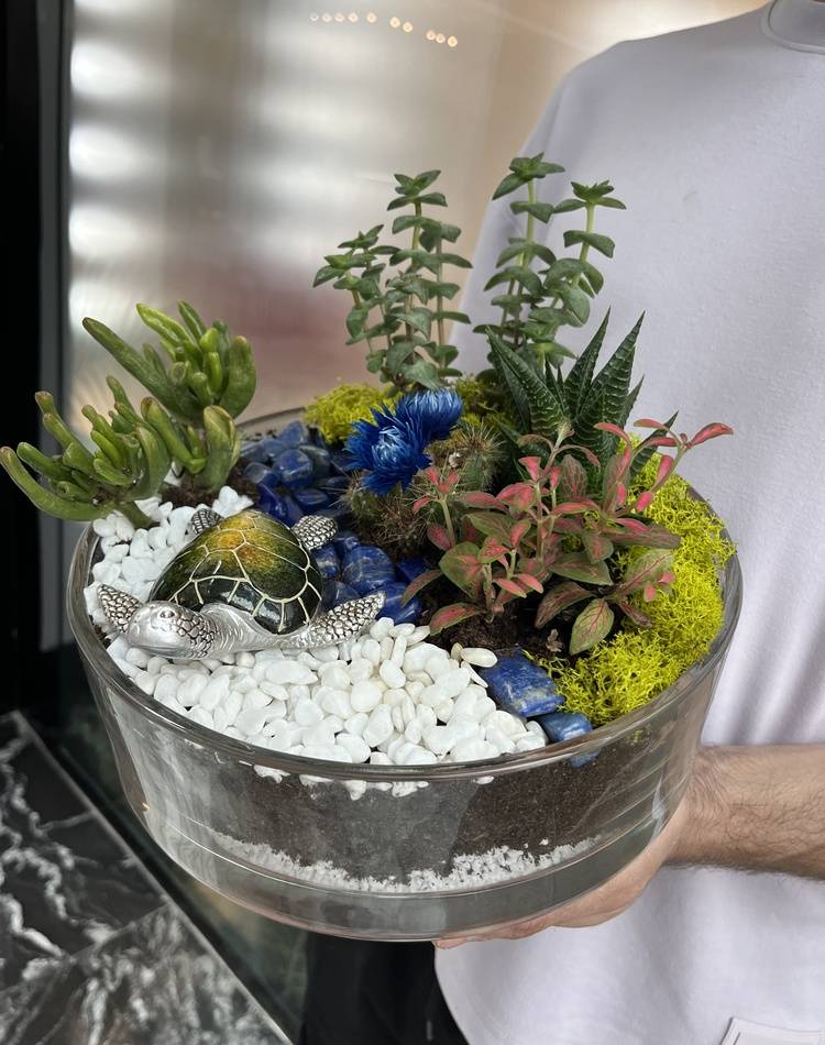 Composition of succulents №7