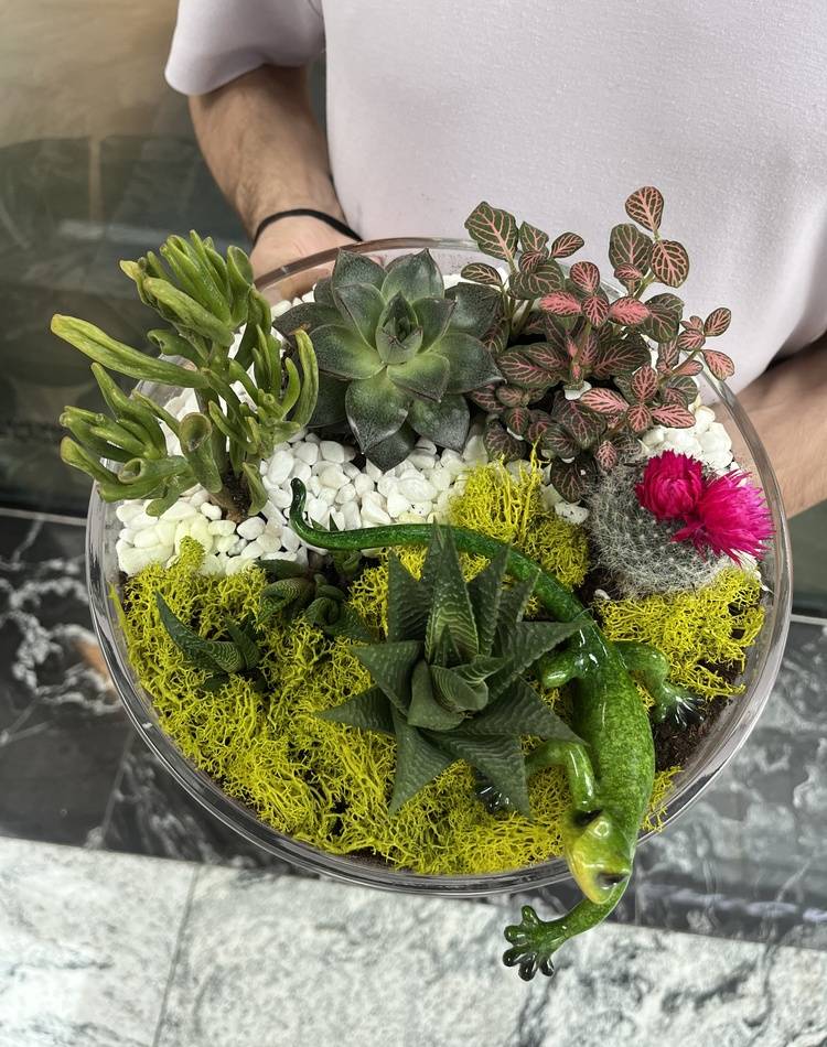 Composition of succulents №2