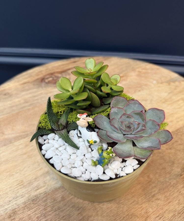 Composition of succulents No. 44