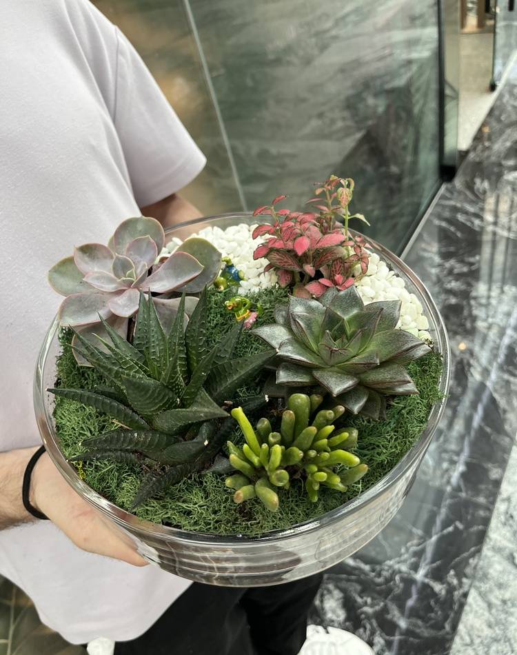 Composition of succulents №4
