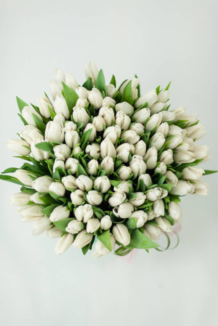 101 white tulips in a hat box