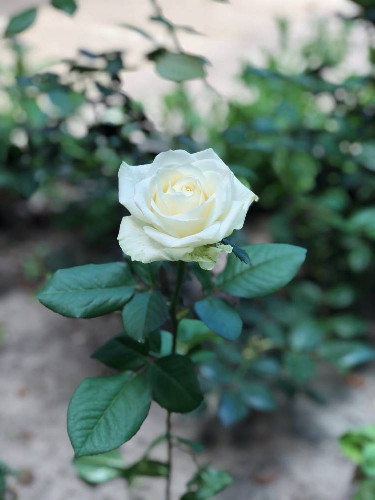 Rose white (50cm)